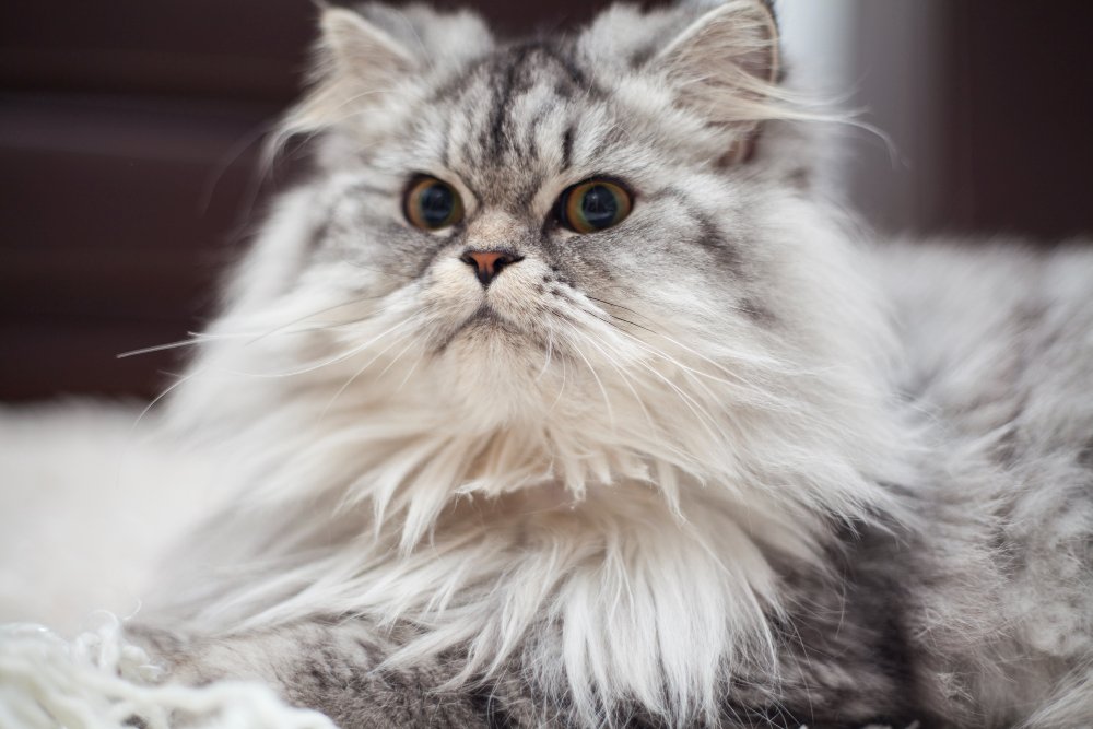 Maine Coon Growth Chart by Age